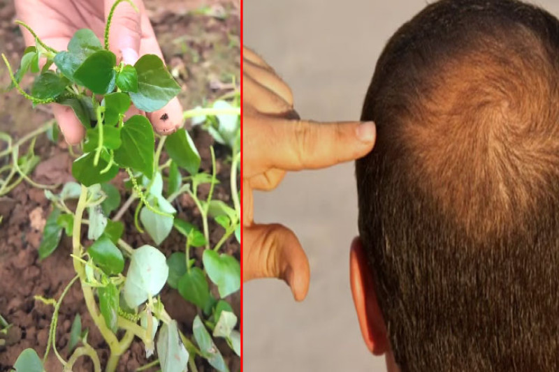 চুল পড়া রোধে জাদুর মতো কাজ করে পেপোরোমিয়া