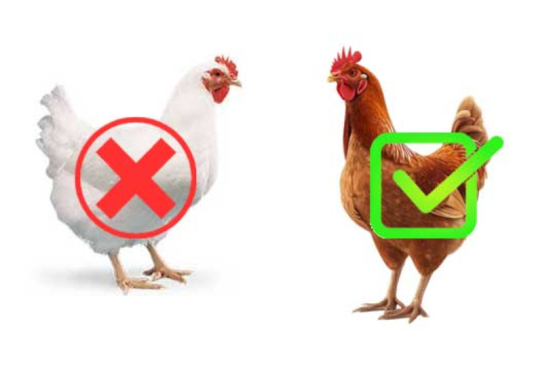 সোনালি মুরগি