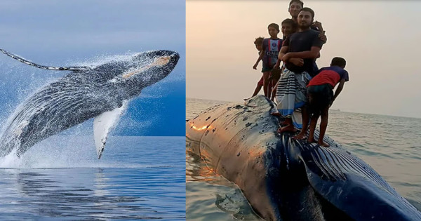 তিমি মাছ