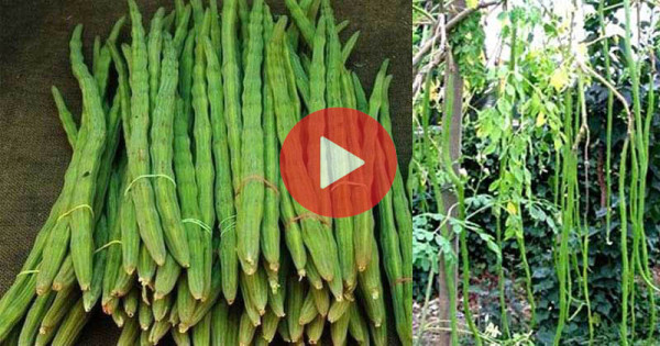 সাজনা সবজি